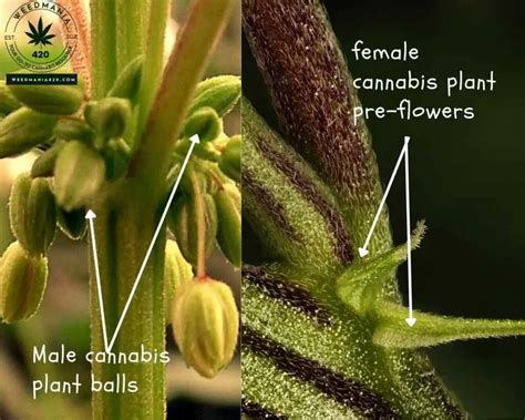 are hermie seeds worth keeping
